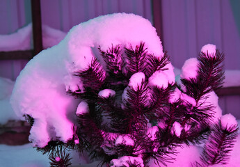 Pine branches covered with snow are illuminated in lilac color.