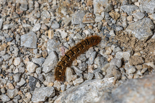 bruco dal pelo marrone e a strisce nere sopra un terreno naturale roccioso