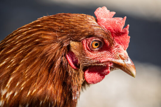 primo piano di una gallina comune con vista di profilo