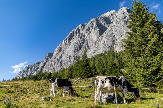 mucche al pascolo in un prato mentre brucano l'erba, di giorno, in un ambiente di montagna nel nord Italia, in estate