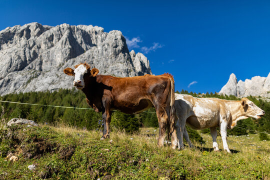 mucche al pascolo in un prato mentre brucano l'erba, di giorno, in un ambiente di montagna nel nord Italia, in estate