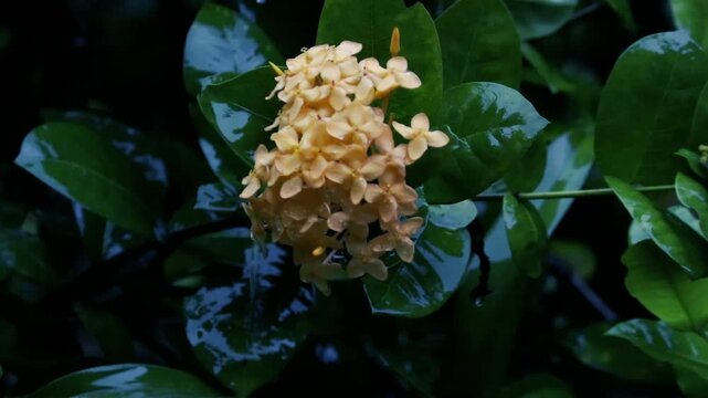 Rain falling on yellow ixora flowers and green leaves in a dark moody garden with bokeh background