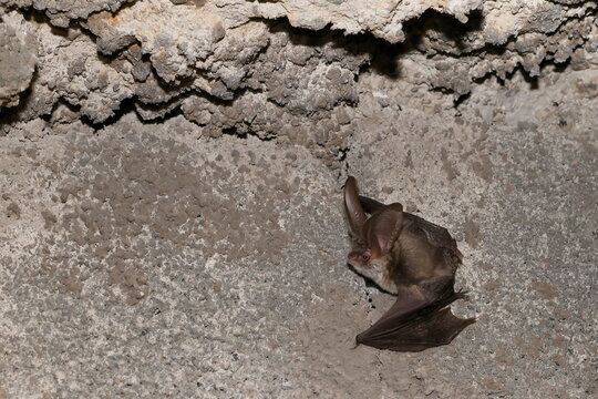Canary long-eared bat Plecotus teneriffae. Garafia. La Palma. Canary Islands. Spain.
