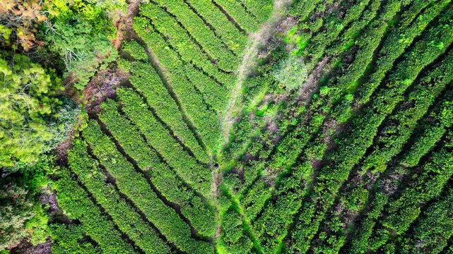 Cinematic drone shot of a man walking in the lush green tea plantation and winding paths in Indonesia