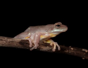 Obraz premium Neon Glowing Tree Frog on Dark Branch