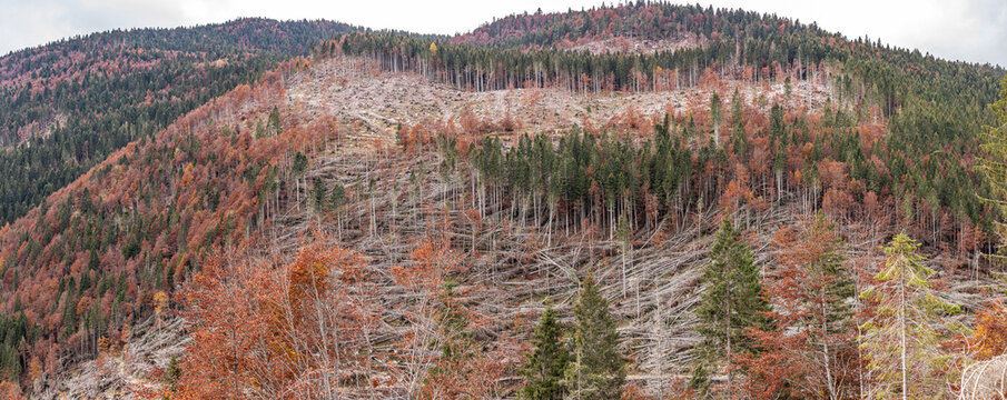 conseguenze della Tempesta Vaia del 2018 sulle foreste delle montagne della regione Veneto, Italia, di giorno, in autunno, con cielo nuvoloso