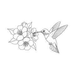 Hummingbird feeding on flower nectar illustration © Mdekramul