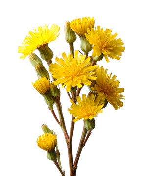 Bright Yellow Hawksbeard Flowers Isolated on White Background, Spring Flora Detail
