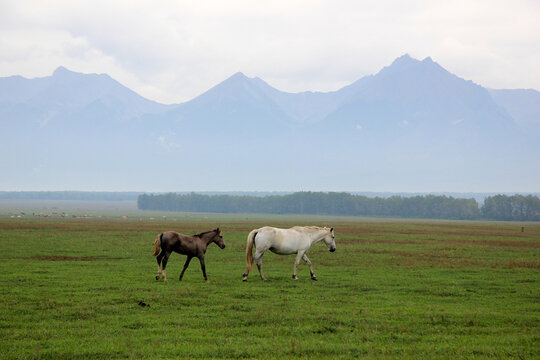 Arshan, Mongolia, Tunka Valley, Wide panorama featuring a white horse and a brown foal walking across a vast green meadow.