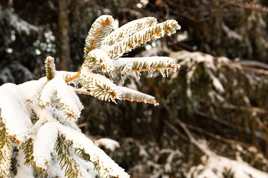 Gros plan sur une branche de sapin vert recouverte de neige fra&icirc;che, for&ecirc;t de sapins en montagne en hiver