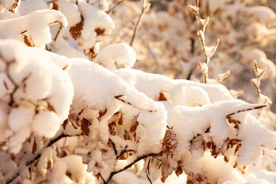 Gros plan sur une branche d'un arbuste avec des feuilles brunes recouvertes d'une couche de neige fra&icirc;che dans une for&ecirc;t en hiver