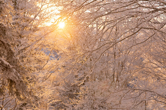 Coucher du soleil en montagne vue au travers de branches d'arbres givr&eacute;es dans une for&ecirc;t d'hiver recouverte de neige
