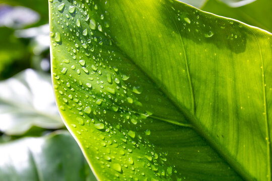 Close-up van waterdruppels op het groene blad van een tropische plant