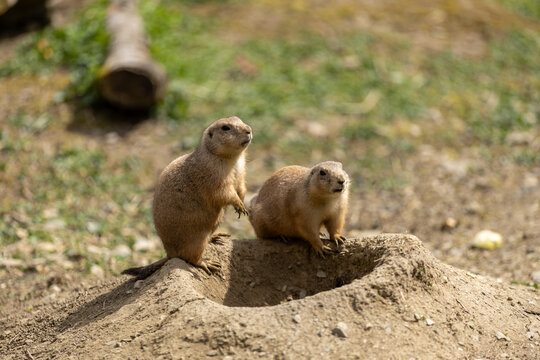 Two marmots standing near their burrow in an alpine meadow, alert wildlife behavior in a natural habitat with soft daylight and earthy textures.