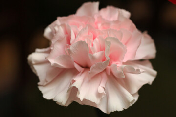 Isolated head of pink carnation