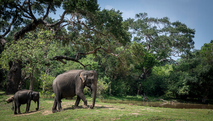 Fototapeta premium Wild elephants in their natural habitat at Yala National Park, Sri Lanka