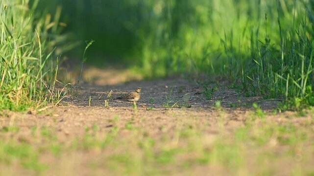 Eurasian Skylark (Alauda arvensis) Standing and Foraging in a Sunny Summer Morning Field, Hannover, Lower Saxony, Germany