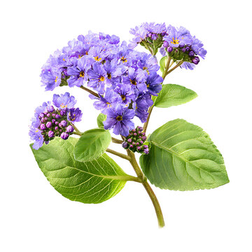 Indian Heliotrope Flowers Isolated on White Background, Vibrant Purple Blossoms