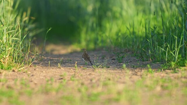 Eurasian Skylark (Alauda arvensis) Standing and Foraging in a Sunny Summer Morning Field, Hannover, Lower Saxony, Germany