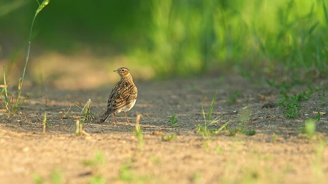 Eurasian Skylark (Alauda arvensis) Standing and Foraging in a Sunny Summer Morning Field, Hannover, Lower Saxony, Germany