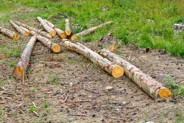 Wooden logs on the ground