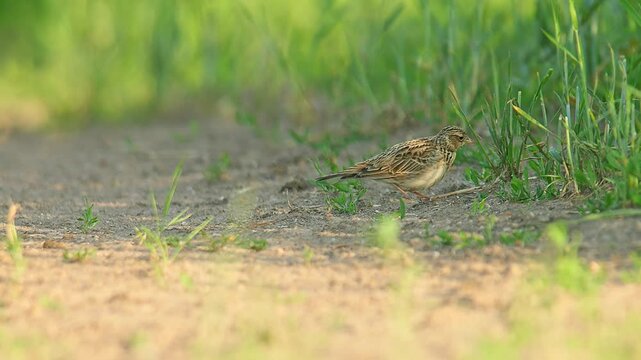 Eurasian Skylark (Alauda arvensis) Standing and Foraging in a Sunny Summer Morning Field, Hannover, Lower Saxony, Germany