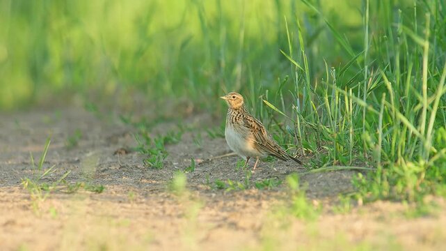 Eurasian Skylark (Alauda arvensis) Standing and Foraging in a Sunny Summer Morning Field, Hannover, Lower Saxony, Germany