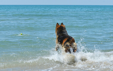 german shepherd in holiday