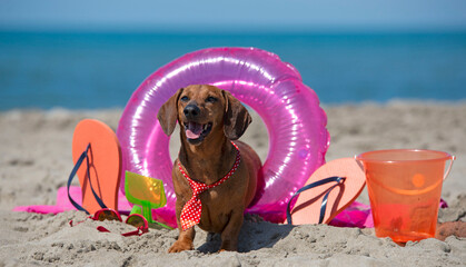 dachshund on beach