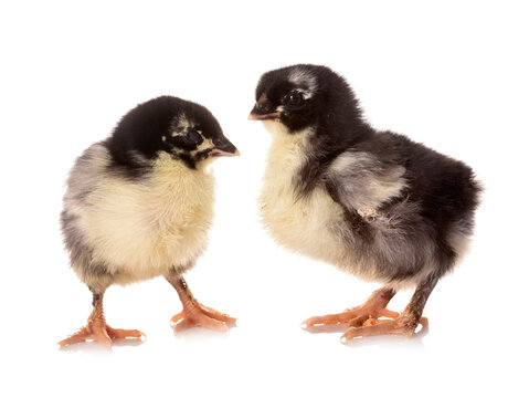 chicks marans in studio