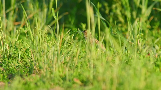 Eurasian Skylark (Alauda arvensis) Standing and Foraging in a Sunny Summer Morning Field, Hannover, Lower Saxony, Germany