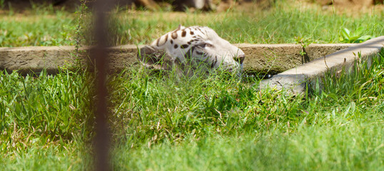 A white tiger laying down in a grassy area