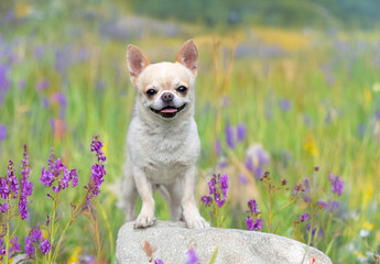 chihuahua in nature