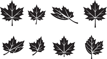 Fototapeta premium Maple Leaf Botanical Icon Set Black and White