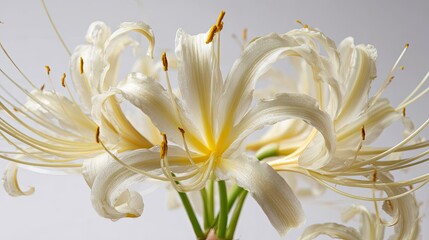 Closeup Of Delicate White Flower With Water Droplets