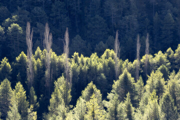 Lush green forest with tall trees and soft sunlight peeking through