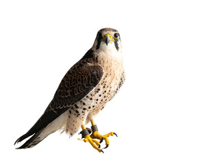 Majestic bird of prey with sharp eyes and spotted plumage, perched