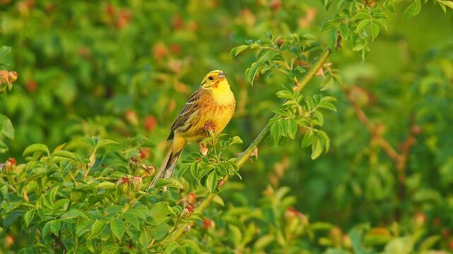 Yellowhammer (Emberiza citrinella) Singing While Perched on a Branch in a Sunny Summer Sunset, Hannover, Lower Saxony, Germany