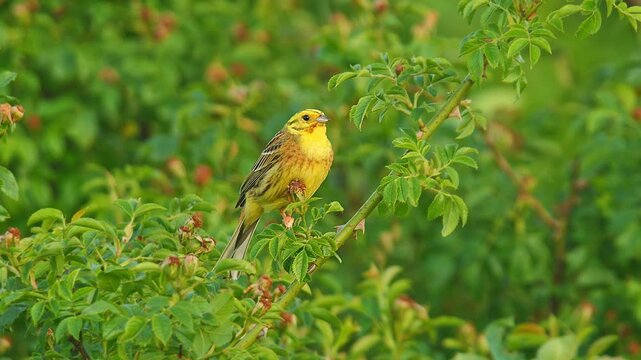 Yellowhammer (Emberiza citrinella) Singing While Perched on a Branch in a Sunny Summer Sunset, Hannover, Lower Saxony, Germany