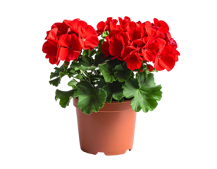 Vibrant red blossoms atop lush green leaves in a simple brown pot