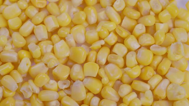 Shiny yellow corn, Vivid new canned corn with shiny texture displayed clearly, Closeup of glossy preserved sweet yellow corn kernels highlighting freshness and appeal