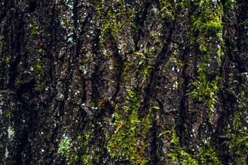 Moss-Covered Tree Bark Texture with Deep Natural Grooves