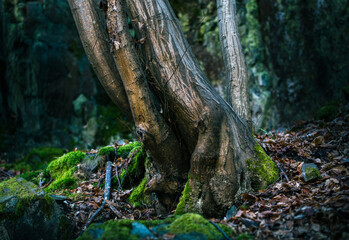 Fototapeta premium Tree Trunks Growing in a Natural Forest Environment