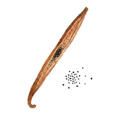 Obraz premium Watercolor-style vanilla illustration／バニラビーンズ