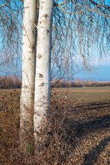 Fototapeta premium birch tree trunks in winter cold