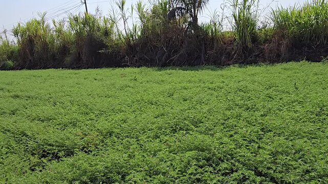A wide agricultural field filled with dense, green, low-growing plants believed to be chickpeas. Behind the field stands a wall of tall grasses and some trees against a light blue sky.