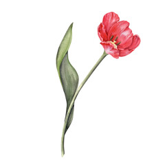 Watercolor Single Red Tulip Flower Botanical Illustration