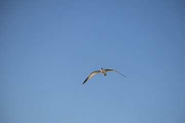 Single seagull flying in clear blue sky. Concept of freedom, solitude, inner peace, independence, and calm mindfulness.