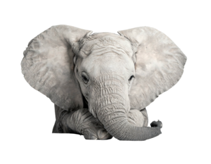 Majestic young elephant's face, large ears, trunk curled, monochrome