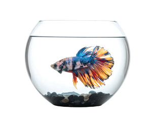 Vibrant Siamese fighting fish swims in a clear glass bowl with pebbles